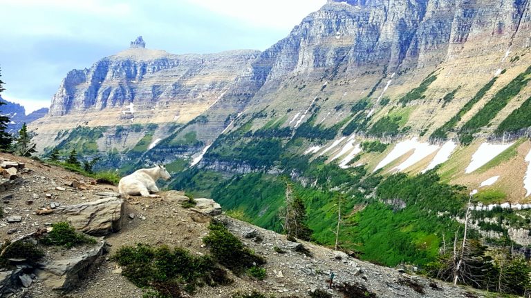 garden wall in Glacier National Park with a mountain goat laying in the foreground